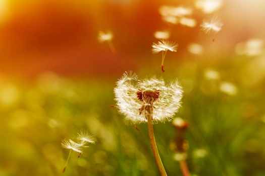 Dandelion with seeds flying away