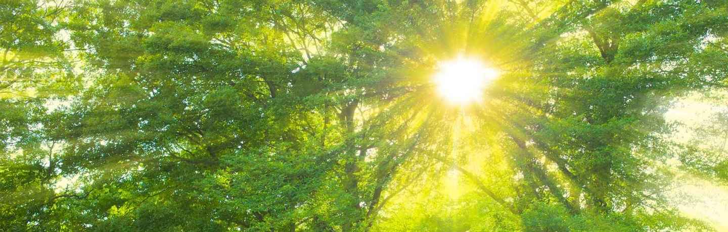 Sun through the trees