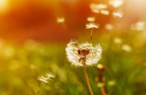 Dandelion with seeds flying away
