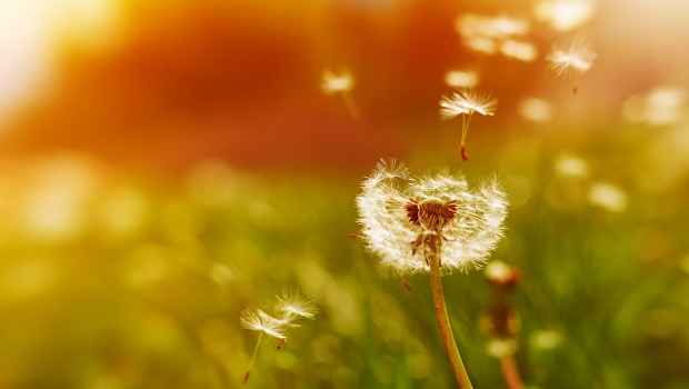 Dandelion with seeds flying away